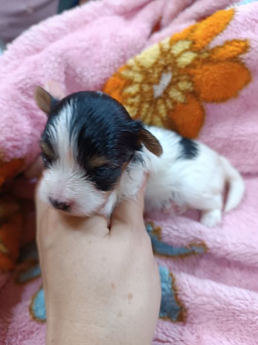 Щенки бивер йорка.резерв