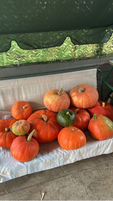 Тыквы 400 тенге Караганда