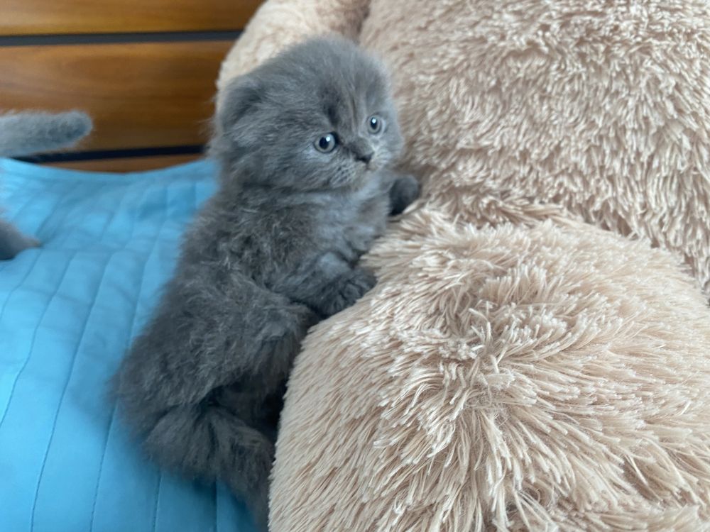 Британски котенца