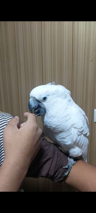 Какаду бели хохольй
