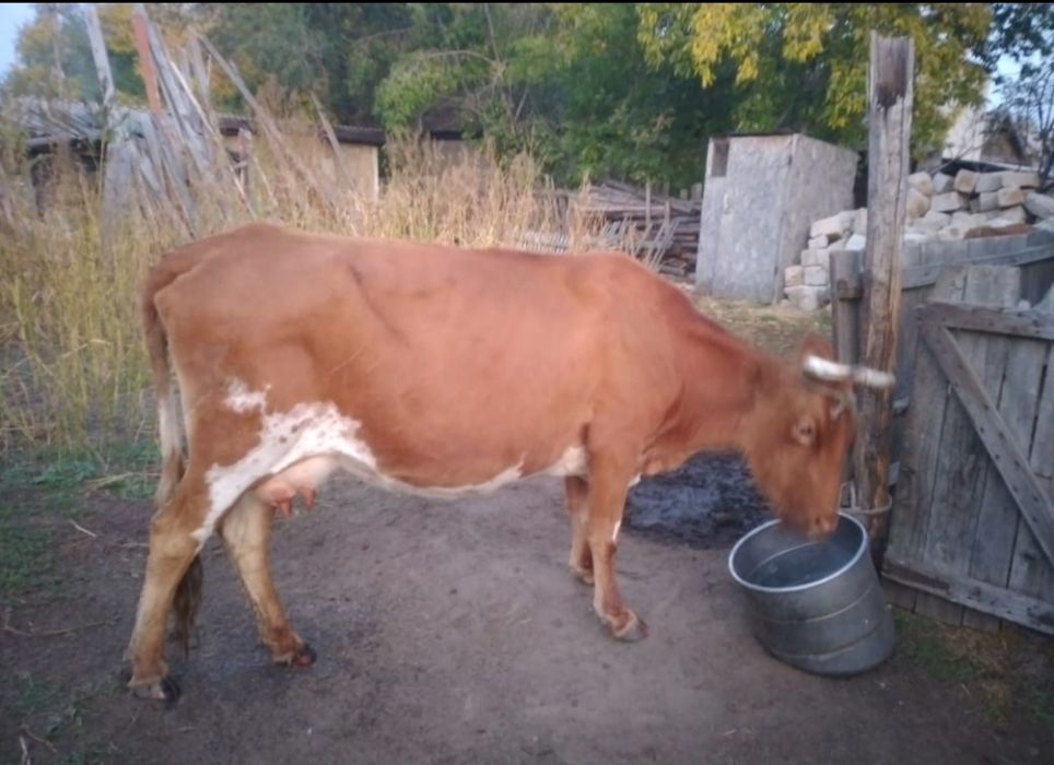 Продам корову с теленком. Четвёртый отель