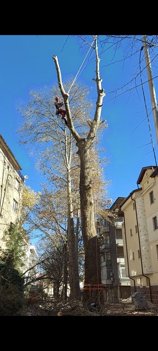 Рязане на опасни дървета и клони. Оформяне и поддръжка.