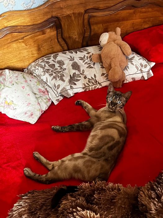 КРУПНЫЙ БЕНГАЛЬСКИЙ КОТ • Marble Brown pattern