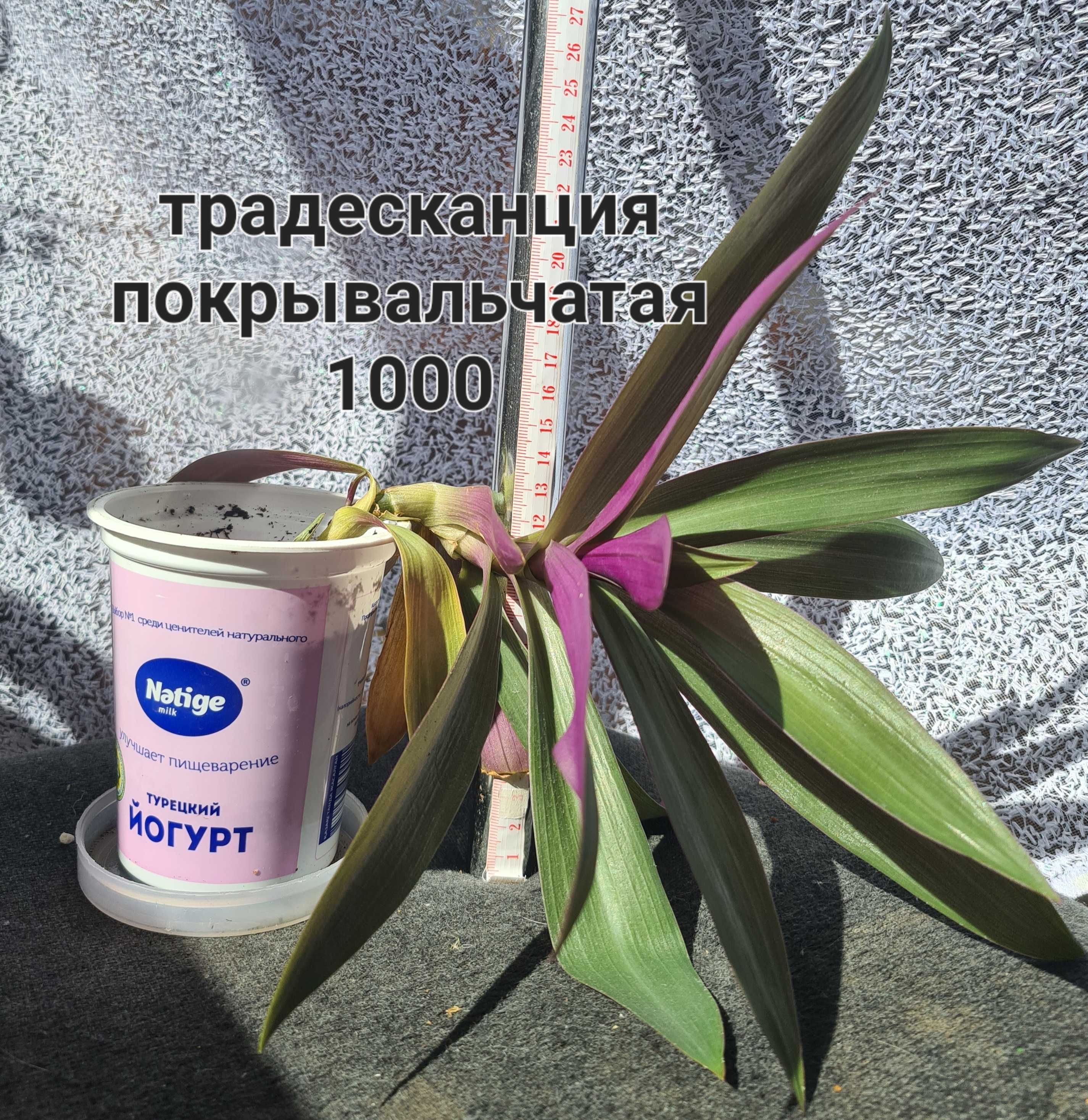 Цветы комнатные разные