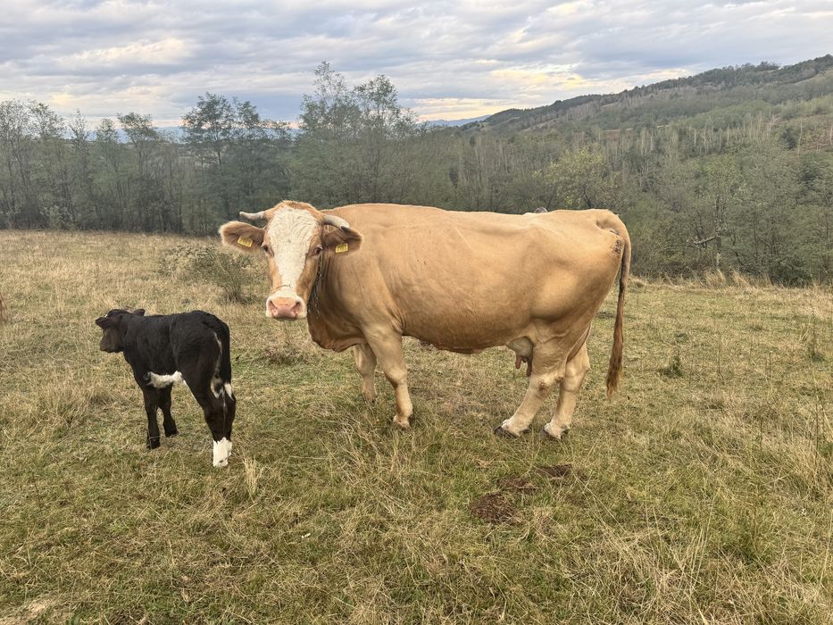 Vaca de vanzare cu vitea