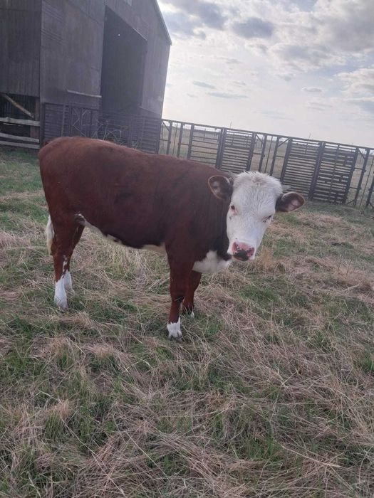 Продам КРС (14 голов (оптом))