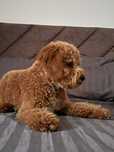 Vand Poodle Toy Red - baiat 5 luni cu pedigree