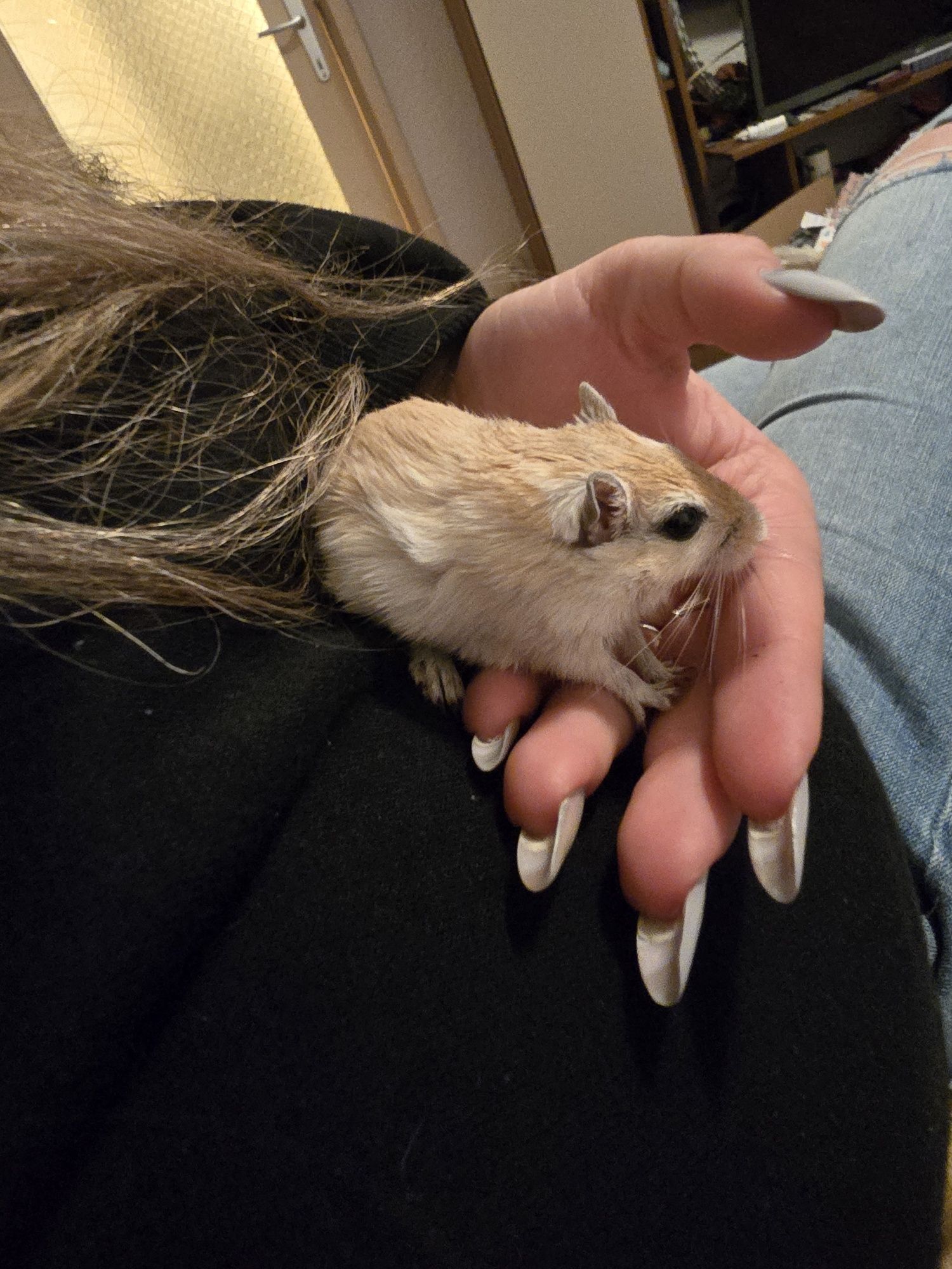 Gerbili blanzi pentru adoptie