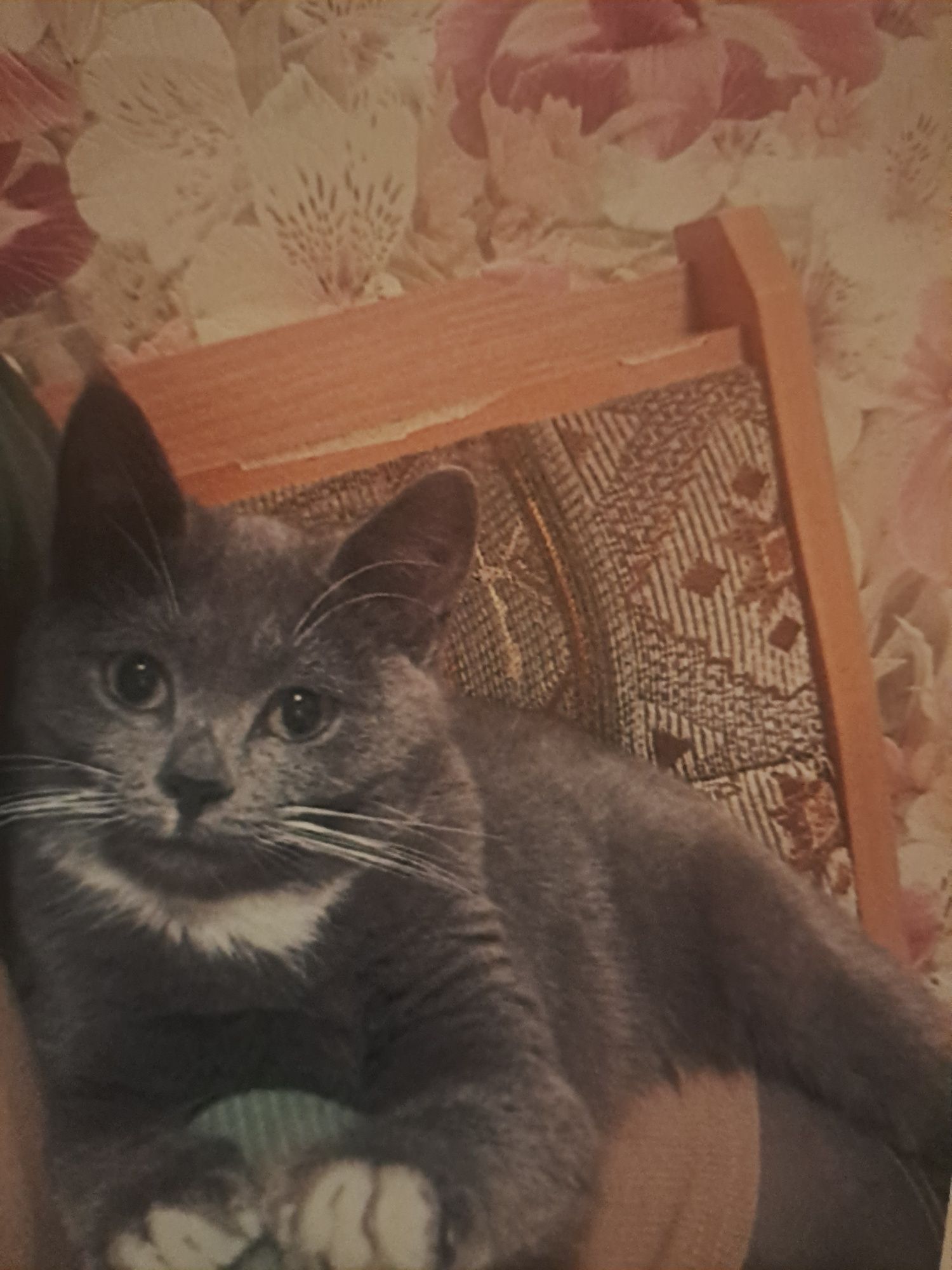 Котёнок девочка ищет семью