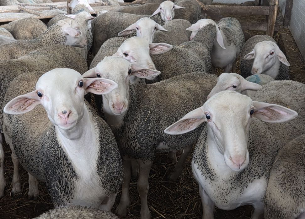 Vand berbecuti lacaune