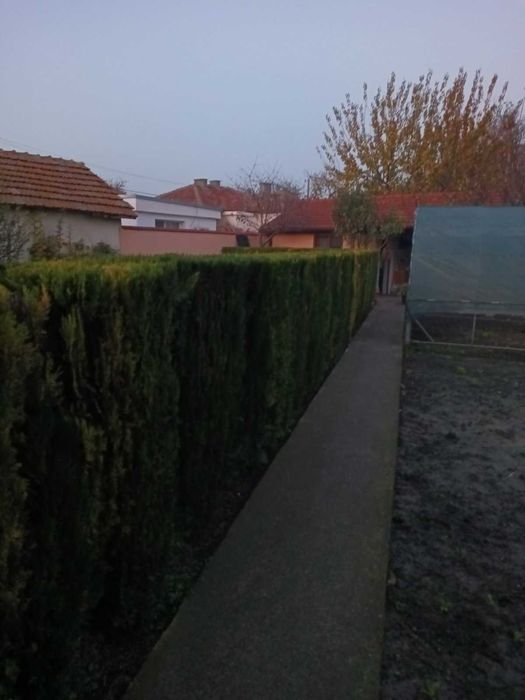 Продавам туя смарагда