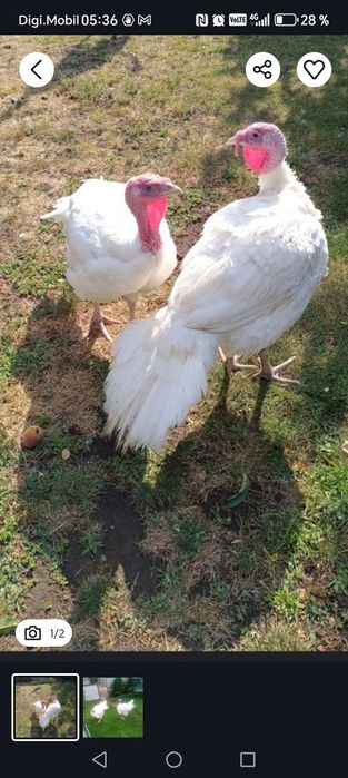 Vând curci crescute de la o zi ,în propria gospodărie.