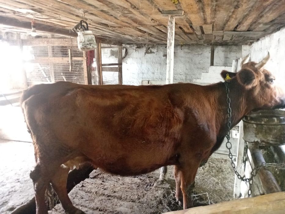 Сиыр сатамын откормда