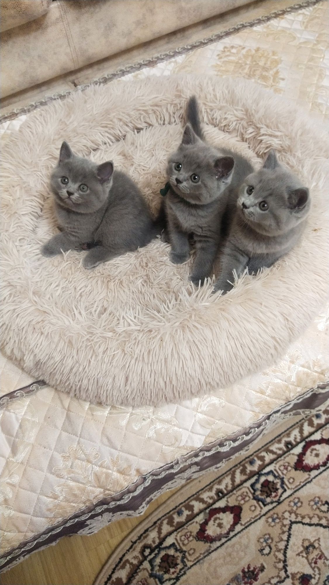 Котята - британцы.
