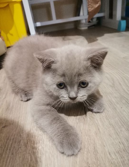 British shorthair