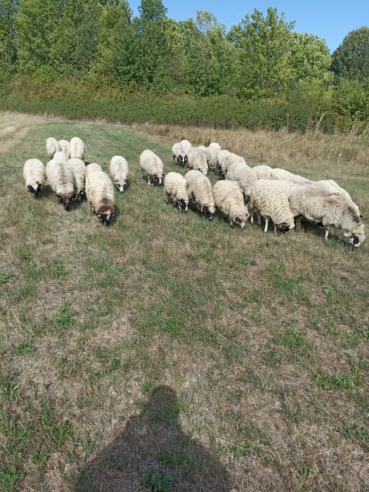 Berbecuți disponibili