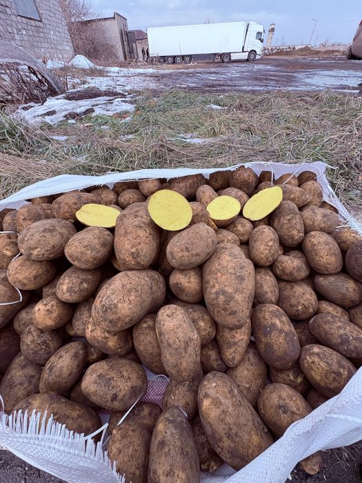 Продам картофель сорт Вега.