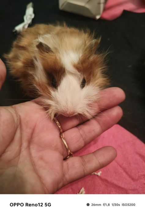 Porcusori de guineea  pui