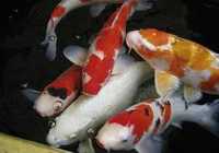 продается рыба японское коe