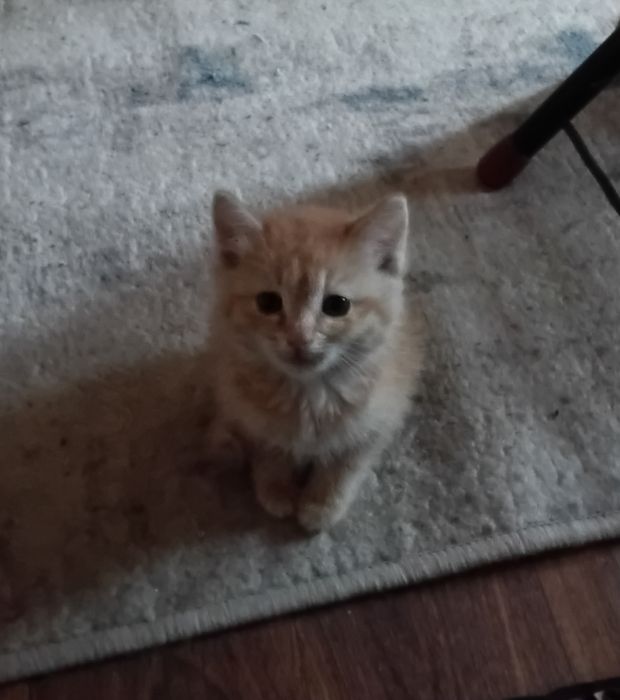 Рыжик  пушистик в добрые руки