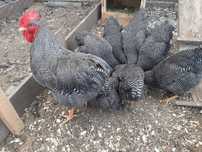 Oua incubat plymouth rock barat