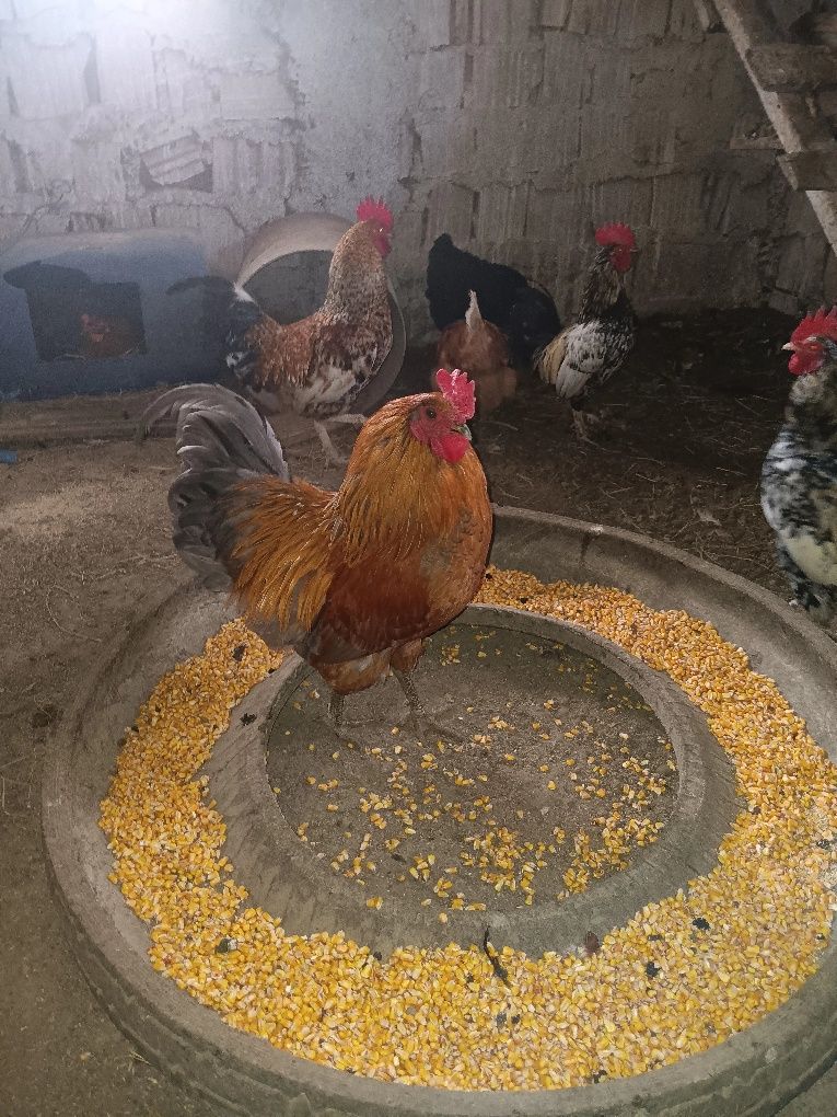 Oua bio de la găini crescute în libertate