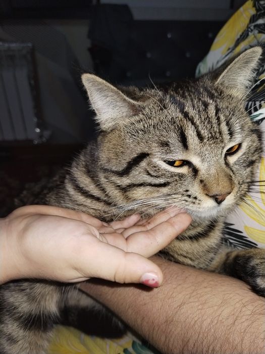 Домашний кот, с рисунком табби,