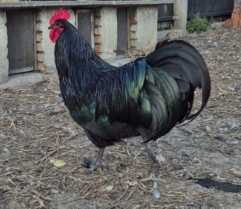 Vând cocoș Australorp