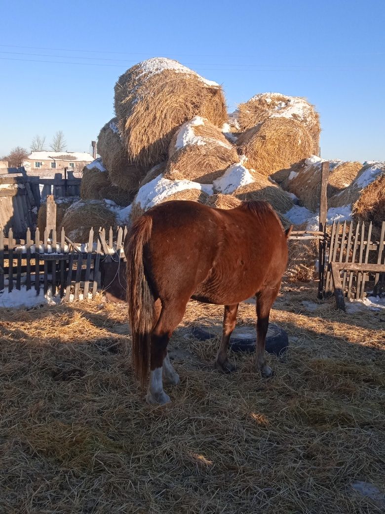 Продам лошадь кабыла жеребая возраст 5 лет