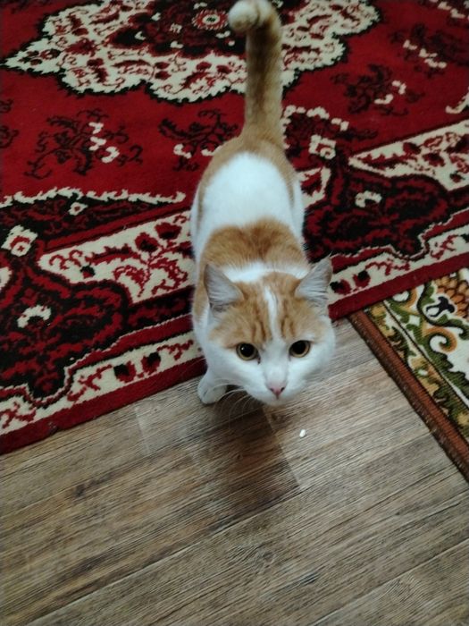 Отдам кота в хорошие руки