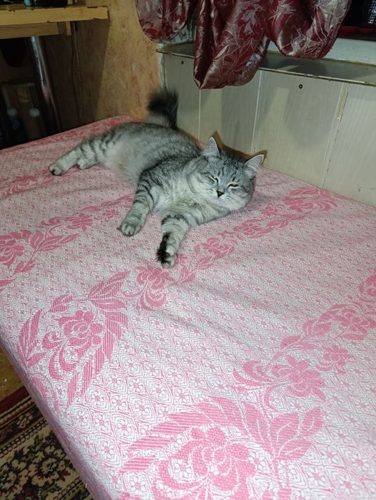 Шотландский кот бесплатно