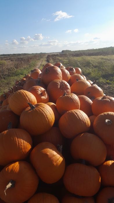 Dovleac halloween