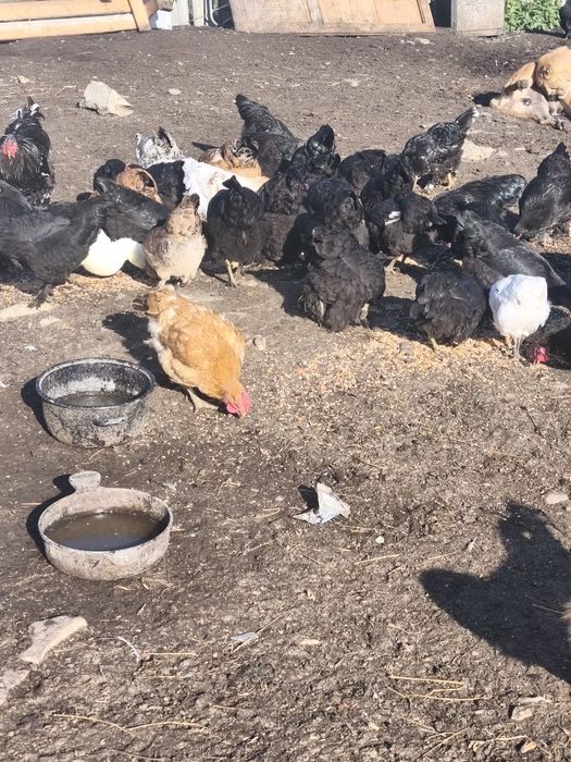 Vând puicuțe foarte frumoase