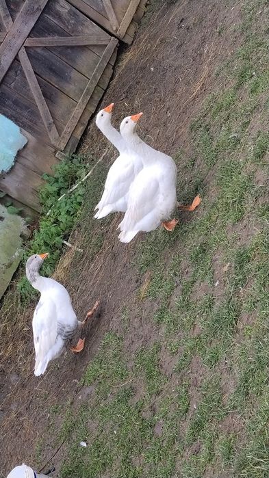 Disponibile 3 gâște
