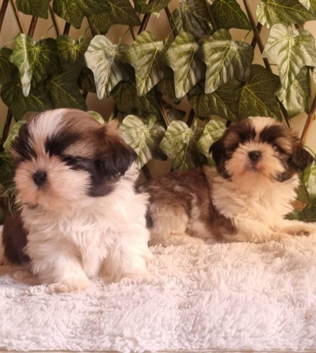 Ши Тцу Shih Tzuu