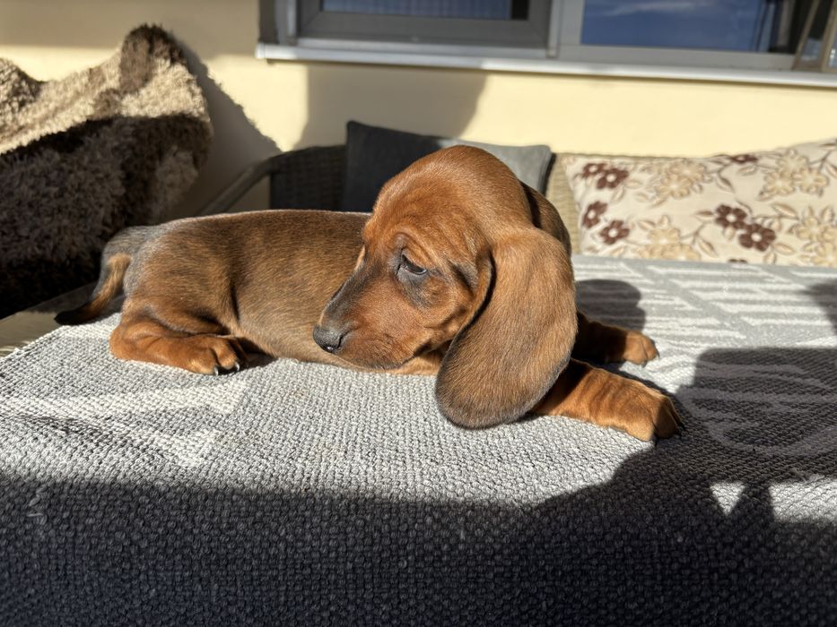 Teckel standard maro