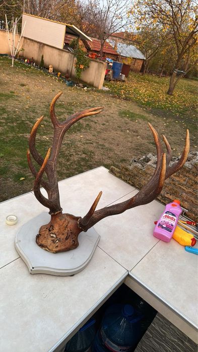 Еленови рога , в много добро състояние