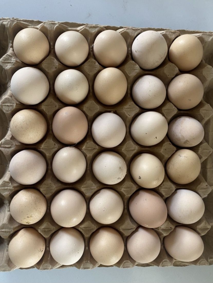 Куриные яйца для инкубации