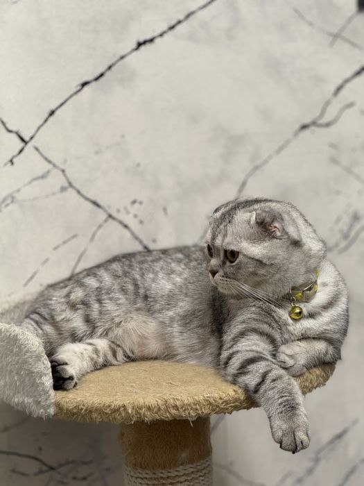 продом кошку скотиш фолд