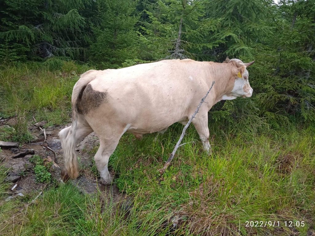 Vând junci buni de ținut