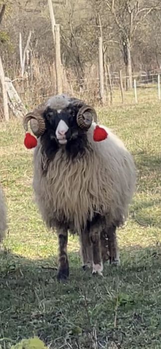 Mior breaz din oaie buna