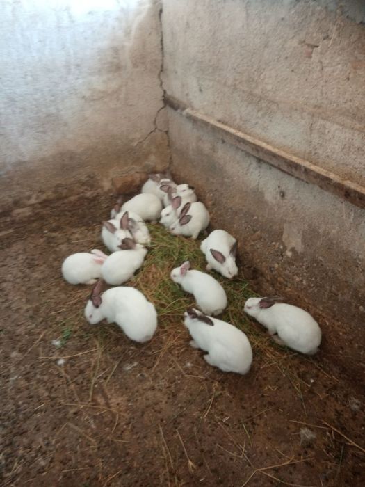 Продавам зайци за връзка на посочения телефон