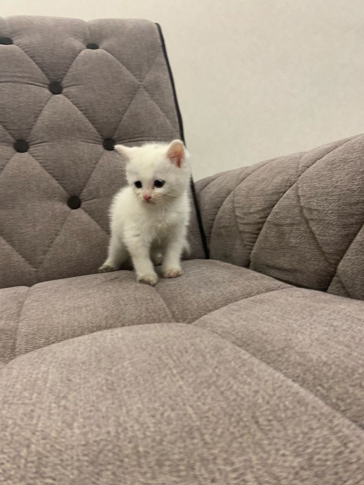 Котята скоттиш страйт 3 месяца
