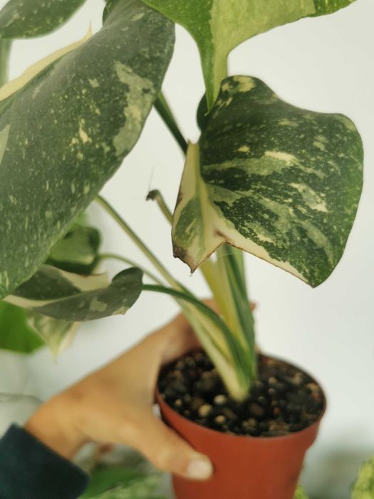 Monstera thai constellation