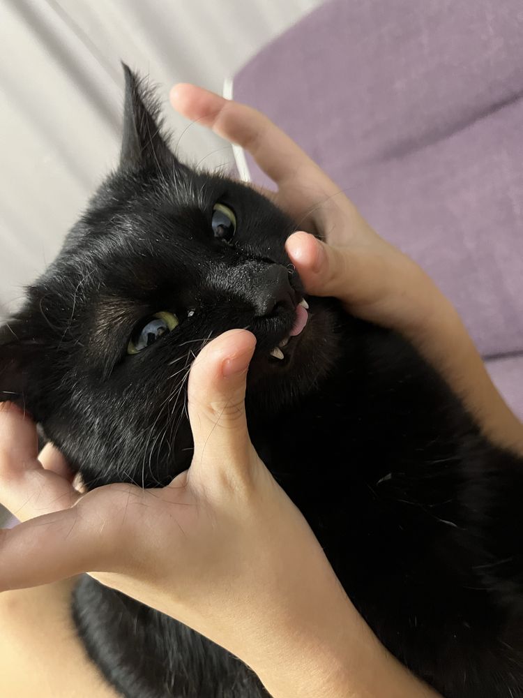 Отдам котика в добрые руки