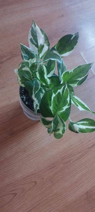 Эпипренум Энджой