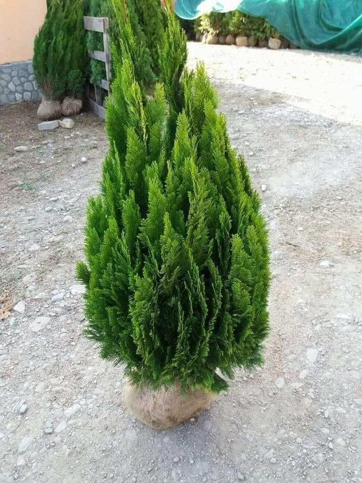 Plante ornamentale tuia smarald spirală globulari