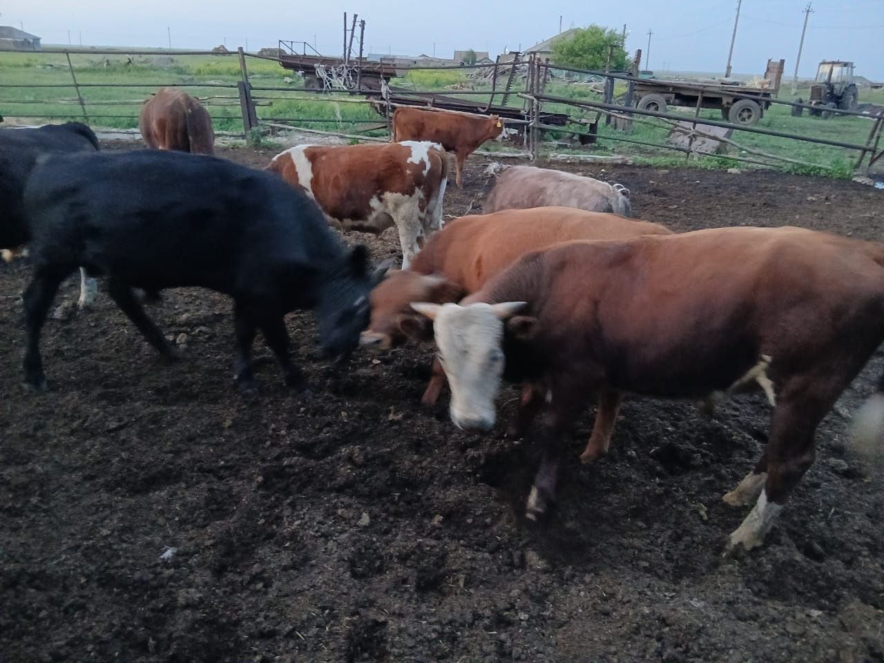 Продам скот (16 голов)