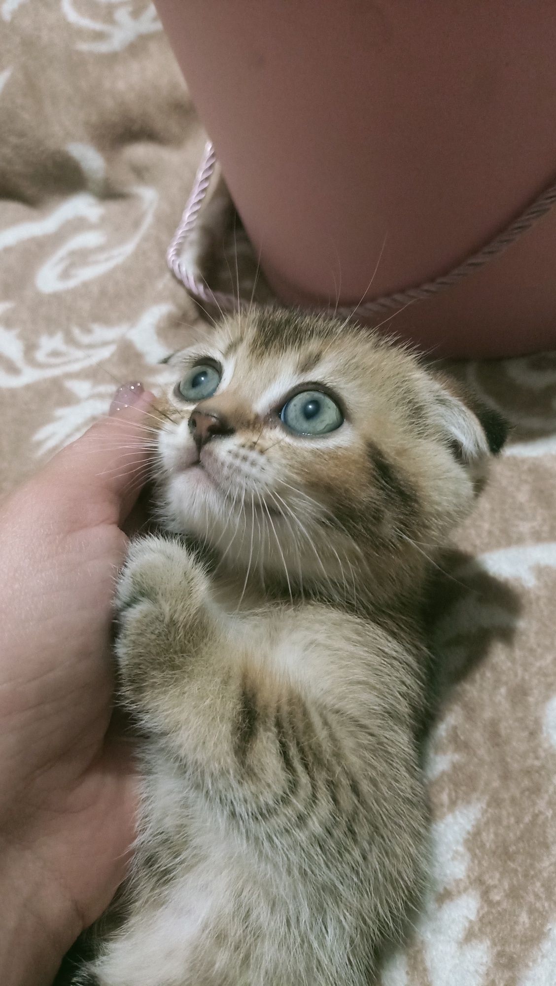 Продам котят:Скотиш фолд и Скотиш страйт