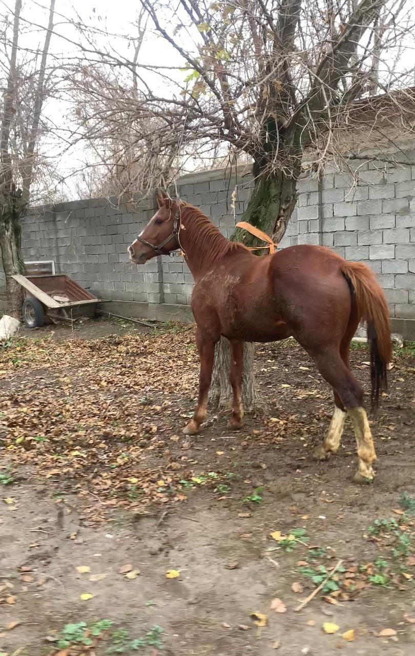 3 жасар кунан сатылады